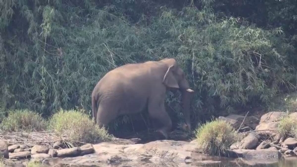 മുട്ടികൊമ്പൻ