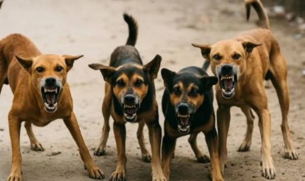 കോഴിക്കോട് നാദാപുരത്ത് തെരുവ് നായ ആക്രമണം: എഎസ്ഐ ഉൾപ്പെടെ മൂന്ന് പേർക്ക് പരിക്ക്; പ്രദേശം ഭീതിയിൽ