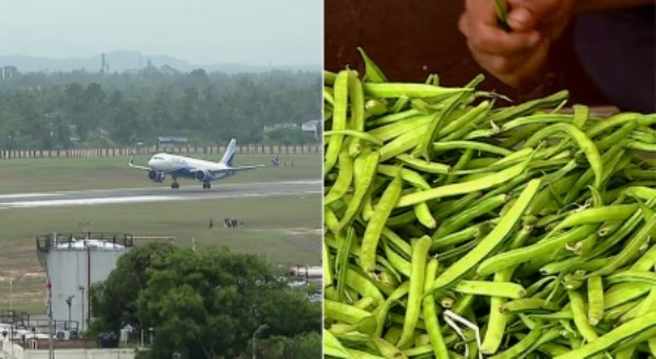 ഗൾഫ് പ്രതിസന്ധി: കേരളത്തിൽ നിന്നുള്ള പഴം-പച്ചക്കറി കയറ്റുമതി പൂർണ്ണമായും നിലച്ചു; കോടികളുടെ നഷ്ടത്തിൽ വ്യാപാരികളും കർഷകരും