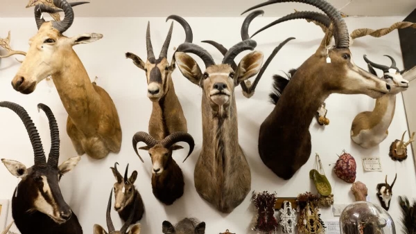 Animal trophies