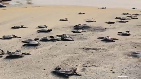 Baby turtles