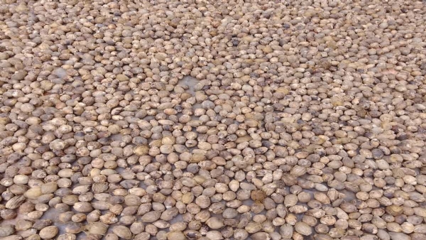 HIGH ARECANUT PRICE IN KERALA