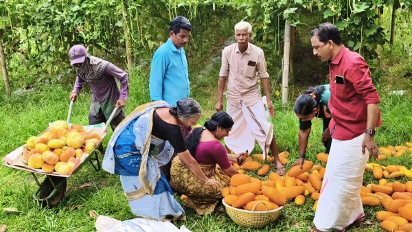 Vegetable Harvesting