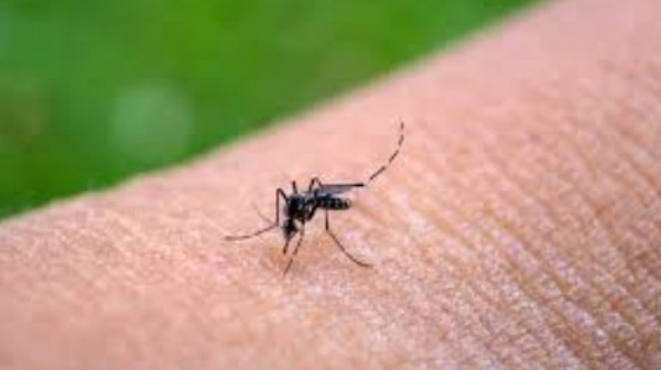 എറണാകുളത്ത് ചിക്കുൻഗുനിയ പടരുന്നു; കുന്നുകരയിലും ചെങ്ങമനാടും ക്ലസ്റ്ററുകൾ; അതീവ ജാഗ്രതാ നിർദ്ദേശവുമായി ആരോഗ്യവകുപ്പ്