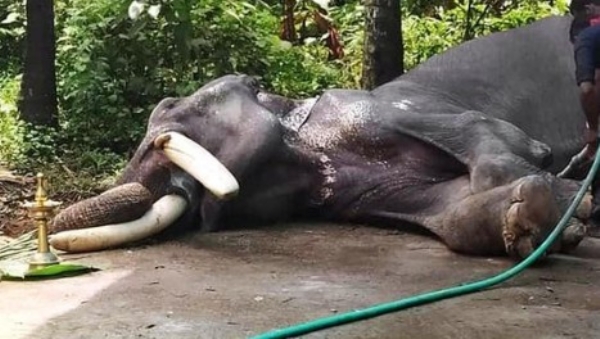 കാർ ഷെഡ്ഡിന്റെ ഇരുമ്പ് തൂൺ നെഞ്ചിൽ തുളച്ചുകയറി; ചക്കിട്ടപാറയിൽ കാട്ടാന ചരിഞ്ഞത് ദാരുണമായി