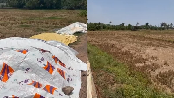 PADDY PILED UP IN FIELDS