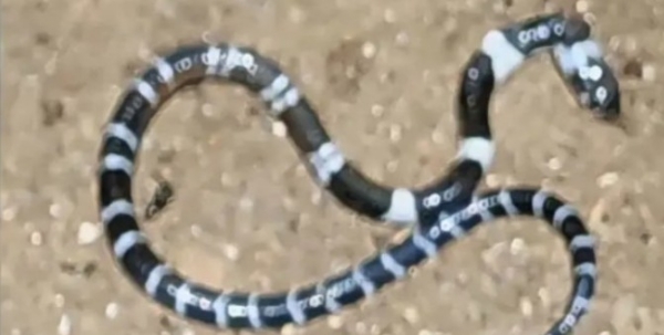 കൊടകരയിൽ പാമ്പുകടിയേറ്റ് ചികിത്സയിലുള്ള കുട്ടിയുടെ ആരോഗ്യനിലയിൽ പുരോഗതി; പ്രതീക്ഷയോടെ നാട്