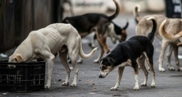 കോടഞ്ചേരിയിൽ നാല് വയസ്സുകാരനെ തെരുവുനായ കടിച്ചു; ആക്രമിച്ച നായ ചത്തതോടെ പേവിഷബാധ ഭീതിയിൽ നാട്ടുകാർ