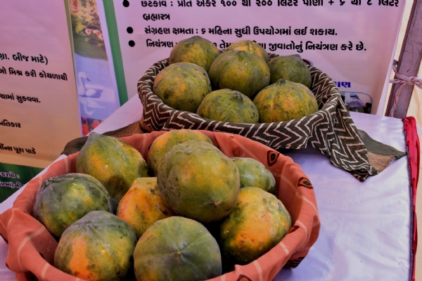 Stalls of natural agricultural products were set up at the Ravi Krishi Mahotsav organized at Morbi.