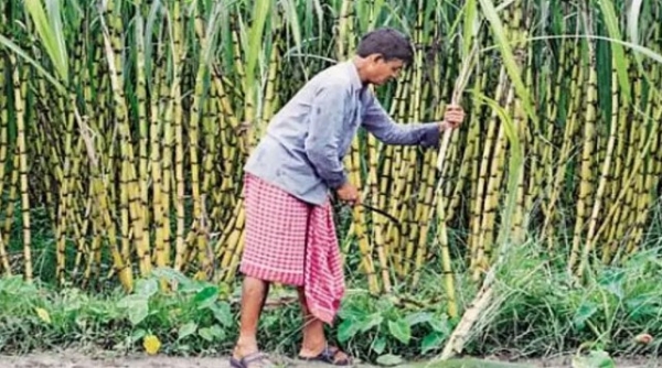 ആറരപ്പതിറ്റാണ്ട് പഴക്കമുള്ള കരിമ്പ് നിയമം പരിഷ്കരിക്കാൻ മോദി സർക്കാർ; കരട് രേഖയിൽ പൊതുജനങ്ങൾക്ക് അഭിപ്രായം അറിയിക്കാം
