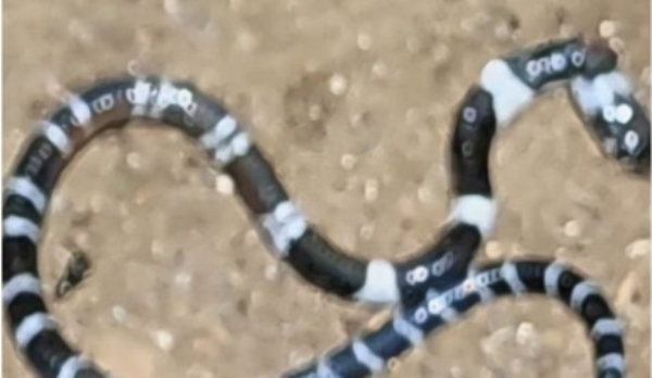 തൃശൂർ പാമ്പുകടി: അനോഷിന്റെ ആരോഗ്യനിലയിൽ പുരോഗതി; വീട്ടിനുള്ളിൽ വീണ്ടും പാമ്പുകളെ കണ്ടെത്തിയതോടെ നാട് പരിഭ്രാന്തിയിൽ