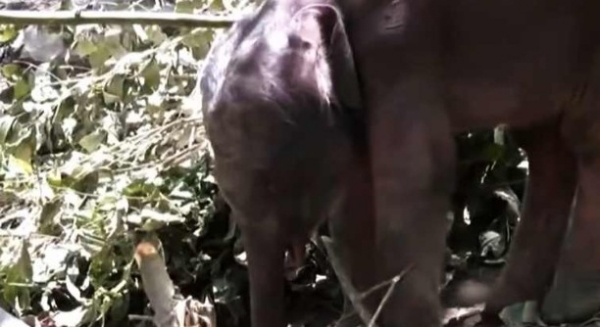 കണ്ണീരോർമ്മയായി അട്ടപ്പാടിയിലെ കുട്ടിയാന; പാറയിടുക്കിൽ നിന്ന് രക്ഷപ്പെടുത്തിയെങ്കിലും ജീവൻ നിലനിർത്താനായില്ല