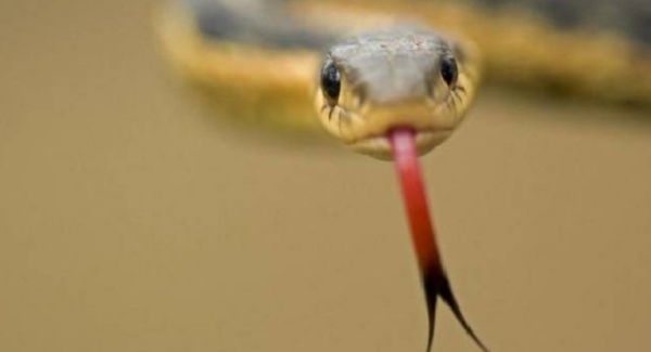 കണ്ണൂരിൽ വീണ്ടും പാമ്പ് ഭീതി: പട്ടുവത്ത് വയോധികയ്ക്ക് പാമ്പുകടിയേറ്റു; നില ഗുരുതരം