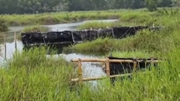 പുറക്കാട് സർക്കാർ ഭൂമി വിഷപ്പാമ്പുകളുടെ താവളമാകുന്നു; ഭീതിയിൽ തീരദേശവാസികൾ; അധികൃതർ നിസംഗതയിലെന്ന് പരാതി