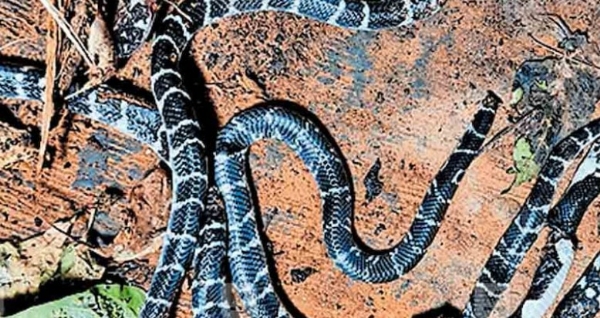 കുറ്റ്യാടിയിൽ നടുക്കം: ഉറങ്ങിക്കിടന്ന കുട്ടികളുടെ തലയണയ്ക്കടിയിൽ വിഷപ്പാമ്പ്; ഒരു വീട്ടിൽ നിന്ന് പിടികൂടിയത് അഞ്ച് പാമ്പുകളെ