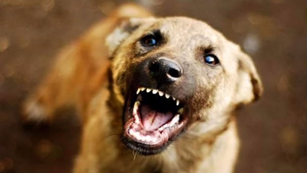 Stray dog-representative image