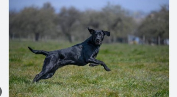 നായ കുരച്ചുചാടി; പേടിച്ചുമാറുന്നതിനിടെ മകളുടെ വിവാഹം ക്ഷണിക്കാനെത്തിയ ആൾ കിണറ്റിൽ വീണു