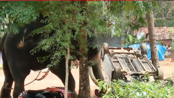 MAHOUT TRAMPLED TO DEATH