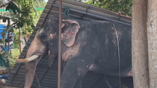 ELEPHANT RUNS AMOK