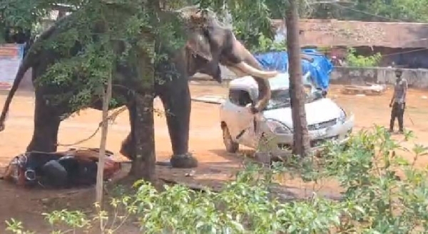 ആന ഇടഞ്ഞു