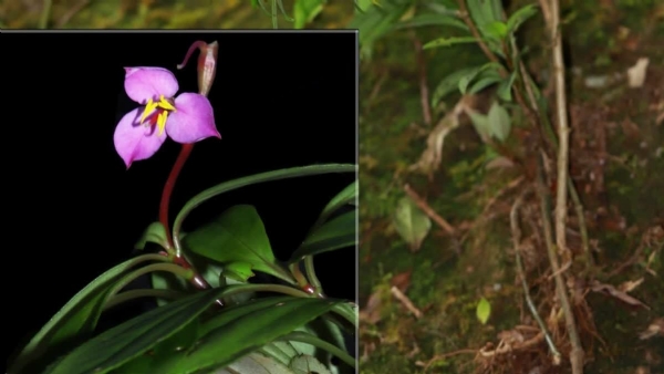 Sonerila Roxburghi
