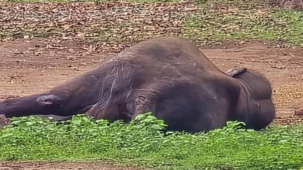 MARTANDA ELEPHANT