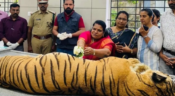 tiger