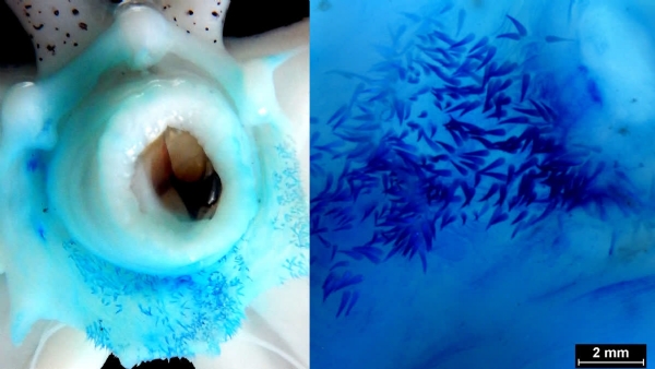 SQUIDS MASS BREEDING SQUIDS MASS BREEDING