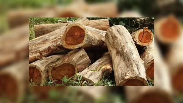 MUTTIL TREE FELLING CASE