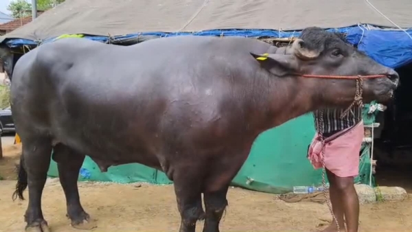 MURE BUFFALO