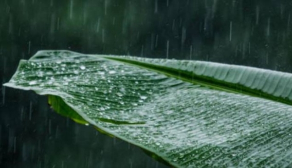 സംസ്ഥാനത്ത് വേനൽമഴ കനക്കുന്നു: ആലപ്പുഴയിൽ ഓറഞ്ച് അലർട്ട്, എട്ട് ജില്ലകളിൽ ജാഗ്രതാ നിർദ്ദേശം; മലയോര മേഖലകളിൽ അതീവ ശ്രദ്ധ വേണം സംസ്ഥാനത്ത് വേനൽമഴ കനക്കുന്നു: ആലപ്പുഴയിൽ ഓറഞ്ച് അലർട്ട്, എട്ട് ജില്ലകളിൽ ജാഗ്രതാ നിർദ്ദേശം; മലയോര മേഖലകളിൽ അതീവ ശ്രദ്ധ വേണം