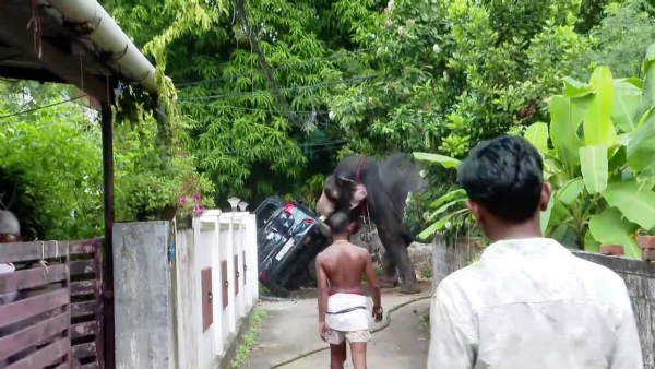 An elephant created panic