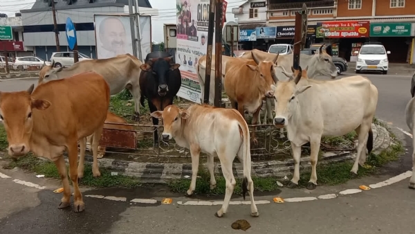 CATTLE ROAMING IN KUTTIKANAM