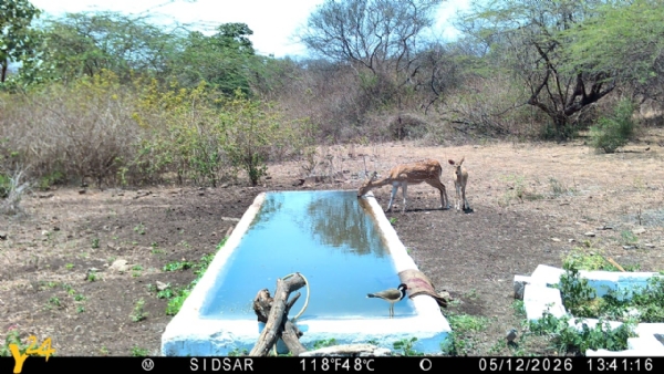 created 23 artificial water points for wildlife in the extreme heat.