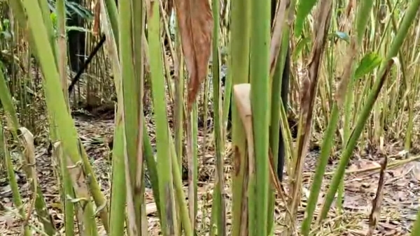 Cardamom plantation
