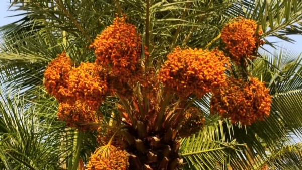 Yellow Barhi Dates