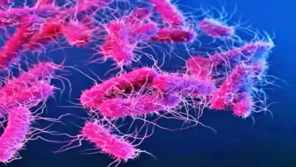 Shigella