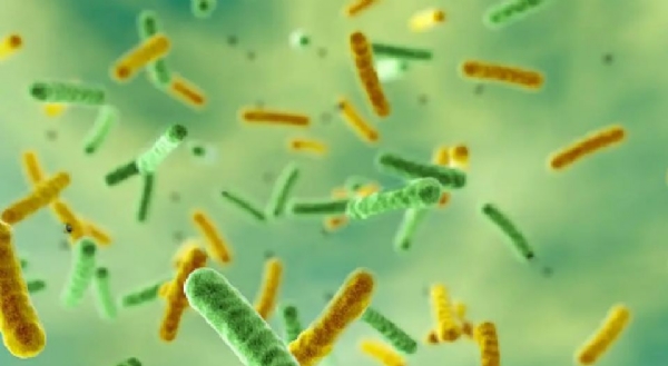 shigella