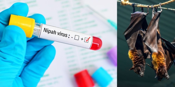 Nipah Nipah