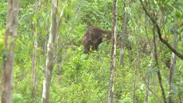 Wild elephant Wild elephant