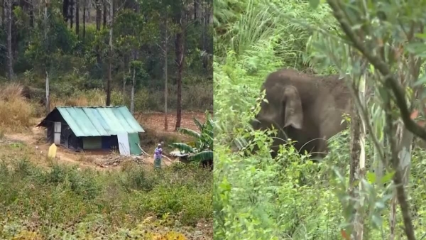 Wild elephant