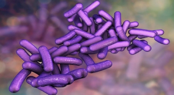 shigella