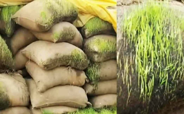 Paddy Harvesting Paddy Harvesting