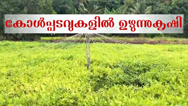 BLACK GRAM CULTIVATION KERALA