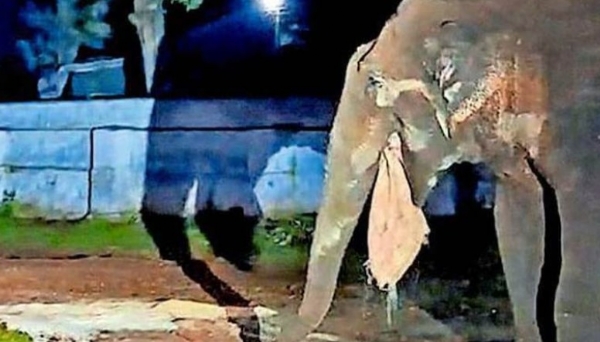 കാട്ടാന വിളയാട്ടം: ഗൂഡല്ലൂർ മസിനഗുഡിയിൽ റേഷൻ കട തകർത്ത് അരിയും പഞ്ചസാരയും തിന്നുതീർത്തു; പഞ്ചസാരച്ചാക്കുമായാണ് കാട്ടാന മടങ്ങിയത് കാട്ടാന വിളയാട്ടം: ഗൂഡല്ലൂർ മസിനഗുഡിയിൽ റേഷൻ കട തകർത്ത് അരിയും പഞ്ചസാരയും തിന്നുതീർത്തു; പഞ്ചസാരച്ചാക്കുമായാണ് കാട്ടാന മടങ്ങിയത്