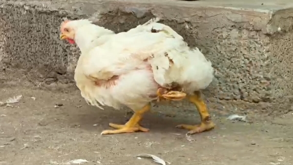 BROILER CHICKEN SALE