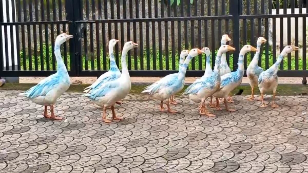ARGENTINA PAINTED DUCKS