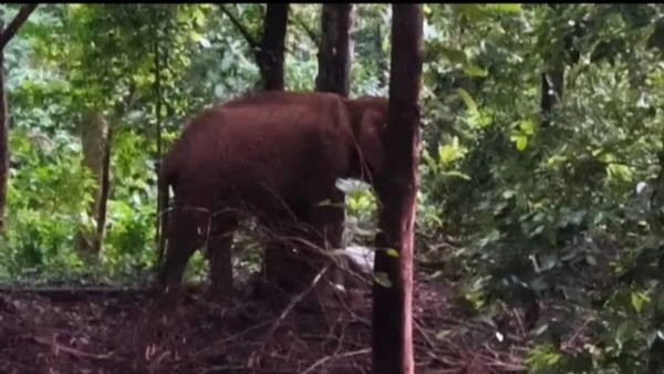 Malayattoor female 4
