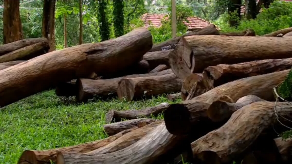 MUTTIL TREE FELLING CASE