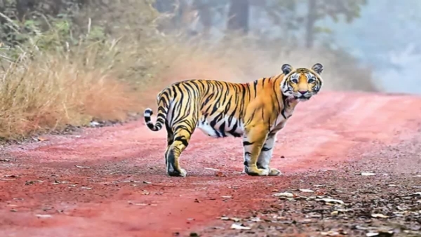 TIGER DEATH IN UP TIGER DEATH IN UP